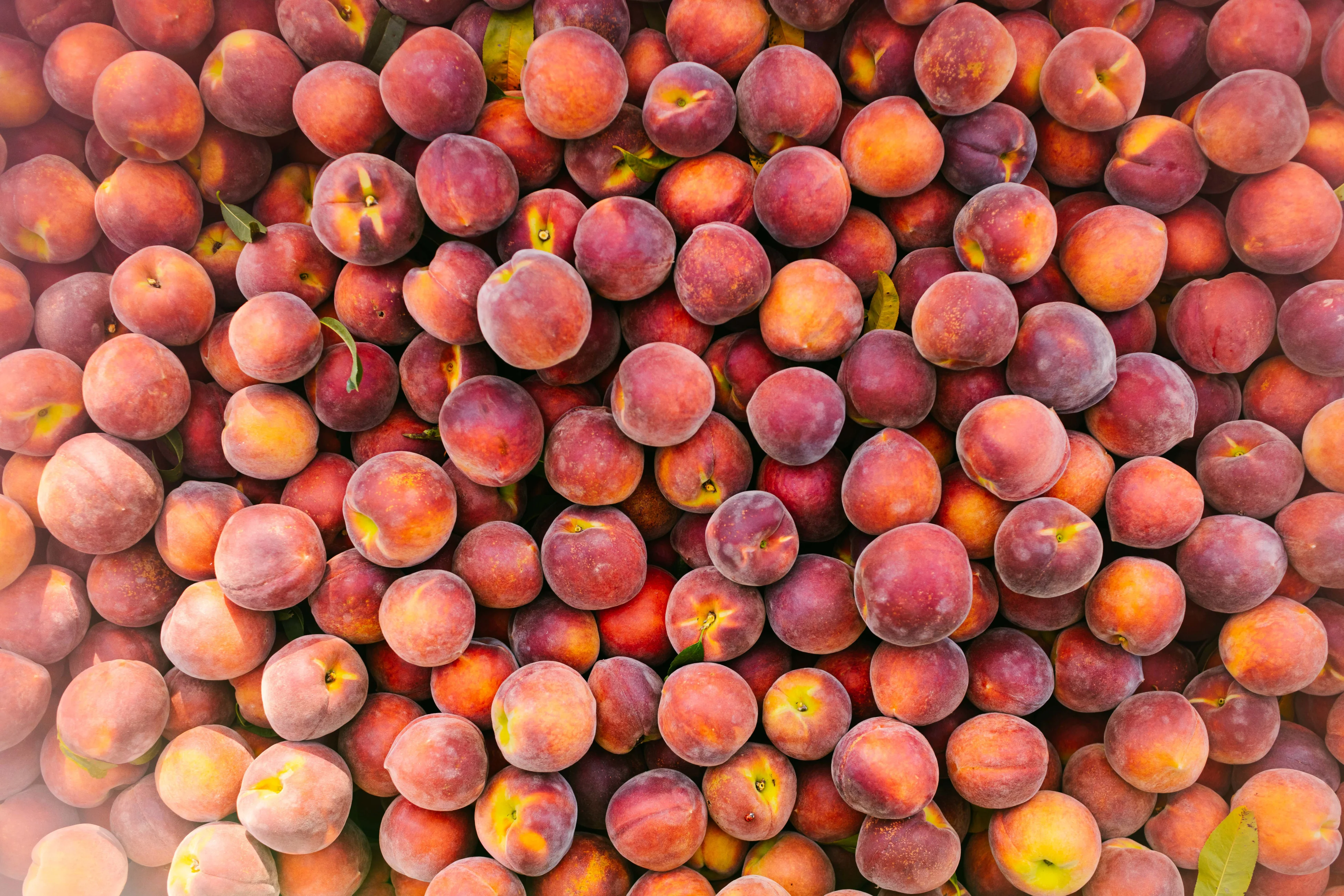 Sweet Georgia Peaches - 26 Count - Prices include shipping - Image 4